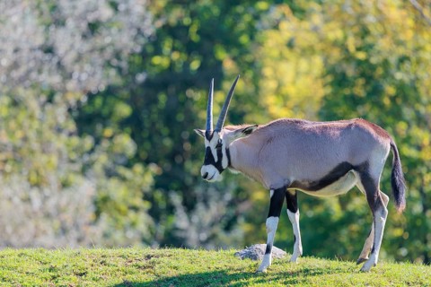 A gemsbok (Oryx gazella), grazes on a green meadow. Botswana, Namibia, South Africa and Zimbabwe