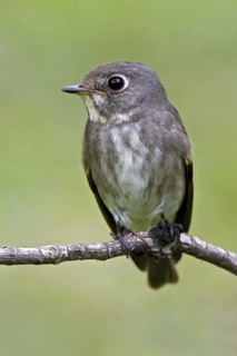 Dark-sided Flycatcher (Muscicapa sibirica), Singapore