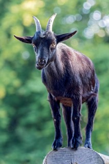 Pygmy goat (Capra aegagrus hircus), shiny black coat, climbing on the trunk of a felled birch tree