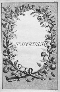 Hesperthusa, wreath of orange branches with orange fruits, title page, copper engraving or copper
