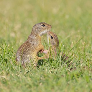 European ground squirrel (Spermophilus citellus) adult with young in a meadow, Burgenland Austria