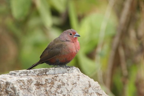 Afriican Firefinch, Lagonosticta rubricata