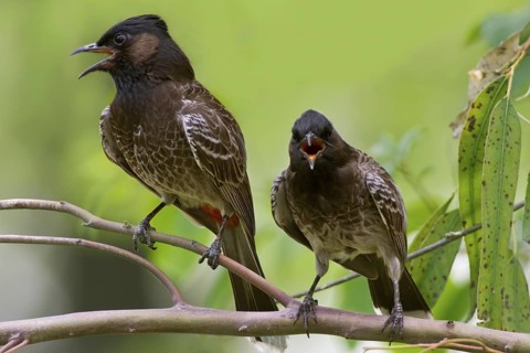 Red-vented Bulbul (Pycnonotus cafer), Pakistan