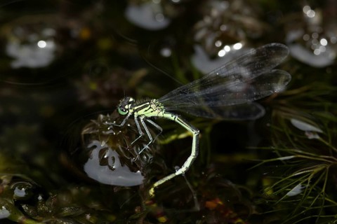 Blue tailed damselfly (Ischnura elegans) adult female insect egg laying or ovipositing or