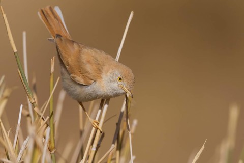 African Desert Warbler - Saharagrasmücke - Sylvia deserti, Morocco