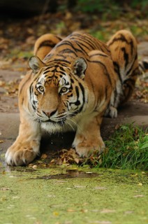 A tiger lurks vigilantly at the edge of a body of water in autumnal surroundings, Siberian tiger