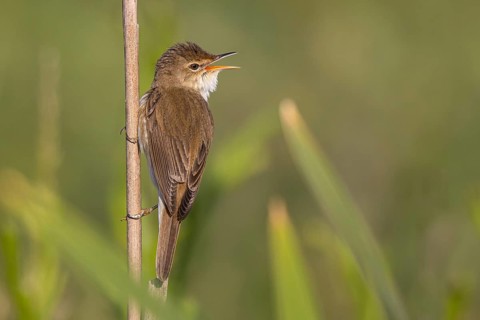 Eurasian Reed Warbler (Acrocephalus scirpaceus) singing, North Rhine-Westphalia, Germany