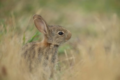 Rabbit (Oryctolagus cuniculus) juvenile baby bunny animal in grassland in summer, Suffolk, England,