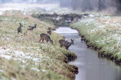 Roe deer (Capreolus capreolus), Emsland, Lower Saxony, Germany