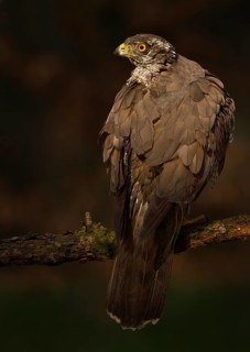 Northern Goshawk (Accipiter gentilis) male, Utrecht, Netherlands