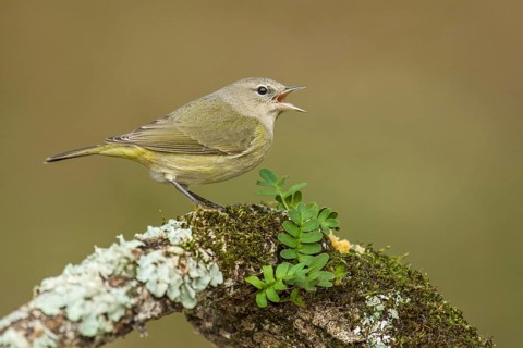 Orange-crowned Warbler (Leiothlypis celata) singing from an old lichen trunk, Texas, USA