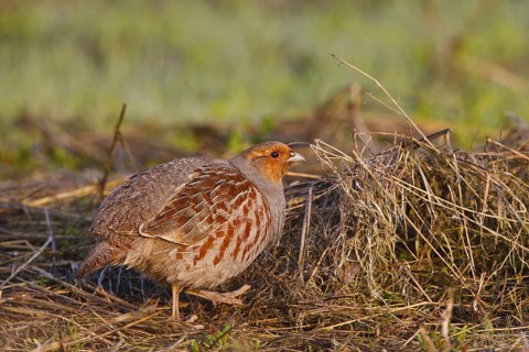 Grey Partridge (Perdix perdix) male, North Rhine-Westphalia, Germany