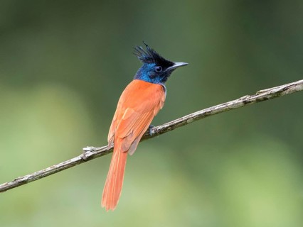 Asian Paradise Flycatcher (Terpsiphone paradisi) female, Sri Lanka