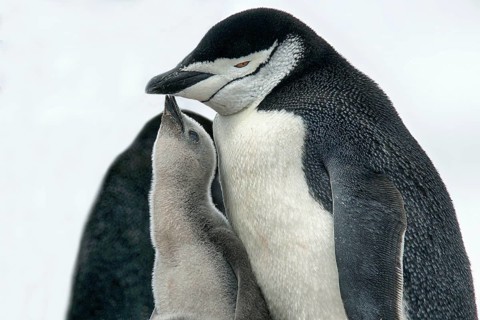 Animals, mammals, penguin, penguins, bridled penguin, Half Moon Island, Antarctica