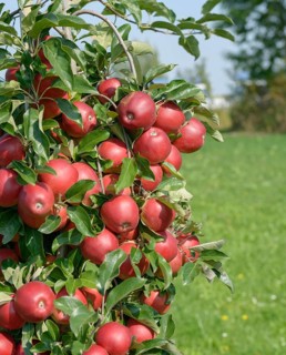 Apple (Malus domestica 'Gemini'), Bundessortenamt Prüfstelle Wurzen, Federal Republic of Germany