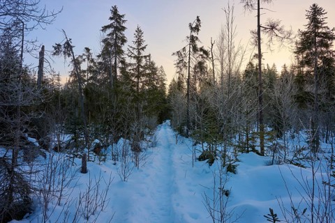 Snow-covered trail in winter forest at sunrise, winter, Filzwald, St. Oswald-Riedlhütte, Bavarian