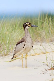 Beach Stone-curlew (Esacus magnirostris), Queensland, Australia