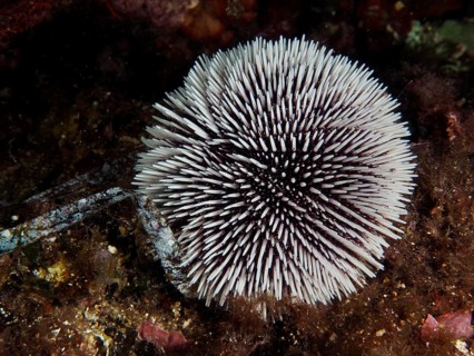 Spiny sea urchin, Sphaerechinus granularis, on seabed, dive site Giens Peninsula, Mediterranean