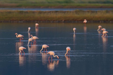 Greater Flamingo (Phoenicopterus roseus) foraging, Greece