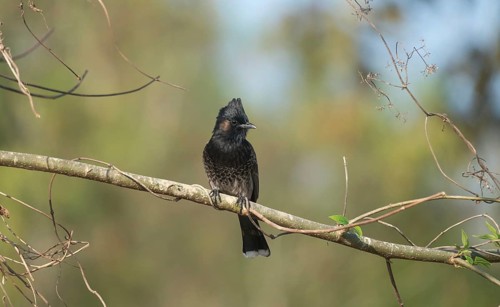 A Red-vented Bulbul (Pycnonotus cafer) on a tree branch, Sreepur, Gazipur, Bangladesh