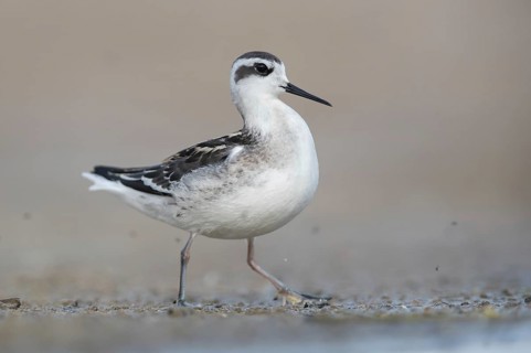Red-necked Phalarope (Phalaropus lobatus), Mecklenburg-Western Pomerania