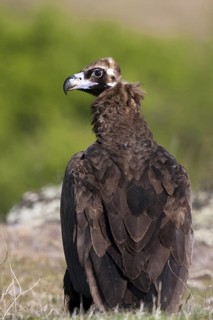 Cinereous Vulture (Aegypius monachus), Madrid, Spain