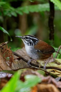 White-breasted Wood Wren (Henicorhina leucosticta) perched on a branch in Costa Rica