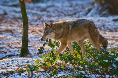 A wolf trudges carefully through the snowy forest, surrounded by plants, Winter, Wolf (Canis