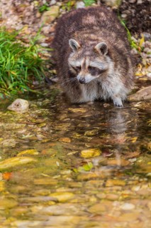 One adult Raccoon Procyon lotor, stands in the shallow water of a creek between rocks