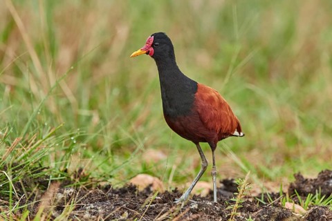 Wattled Jacana (Jacana jacana) foraging in wetland, Brazil