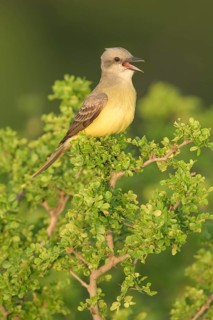 Couch's Kingbird (Tyrannus couchii) singing, Texas, USA