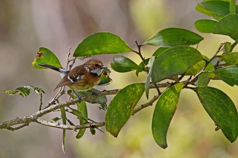 Hawaii Elepaio, Chasiempis sandwichensis