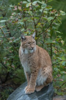 One Eurasian lynx, (Lynx lynx), sitting on a wet rock with a autumnal colored bush in the