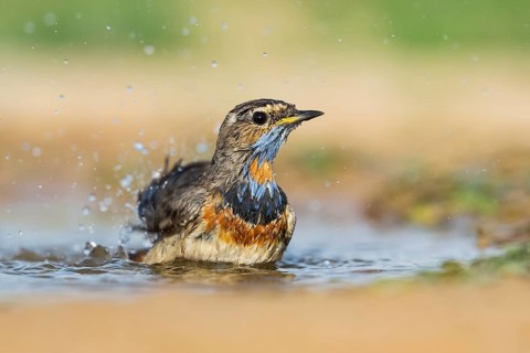 Bluethroat (Luscinia svecica svecica) male bathing, Eilat, Israel