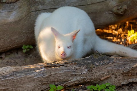 An albino red-necked wallaby (Macropus rufogriseus) sits in beautiful light among fallen and