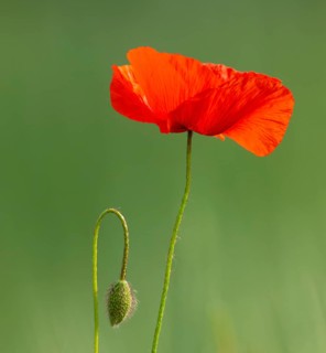 Red poppy (Papaver rhoeas), red flowering, Thuringia, Germany