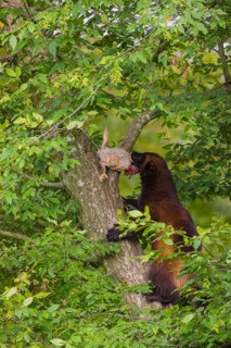 A wolverine, (Gulo gulo), climbs up a tree carrying a dead rabbit