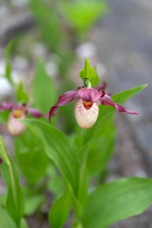 Flowering lady's slipper (Cypripedium), Botanical Garden Erlangen, Middle Franconia, Bavaria,