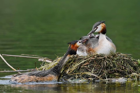 Great Crested Grebe (Podiceps Scalloped ribbonfish) feeding chicks on the nest, North