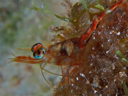 Caribbean velvet shrimp (Metapenaeopsis goodei)