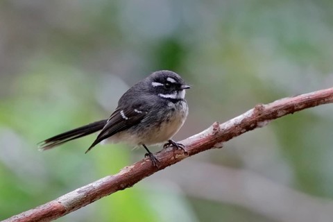 Grey Fantail (Rhipidura albiscapa keasti) perched on a branch, Queensland, Australia