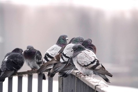Pigeons in winter, Germany
