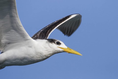 Greater Crested Tern (Thalasseus bergii) flying, Oman