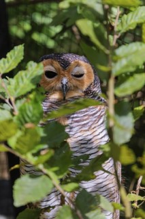 A sleepy Spotted wood owl, Strix seloputo, sitting in a tree, partially hidden behind leaves. One