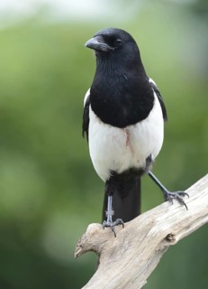 Eurasian Magpie (Pica pica), Lower Saxony, Germany