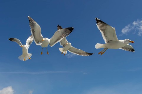 European Herring Gull (Larus argentatus) group flying, Texel, Netherlands