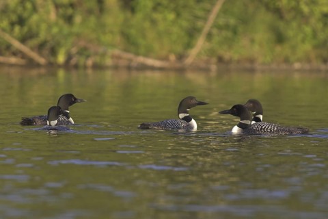 Great Northern Loon (Gavia immer), Ontario, Canada
