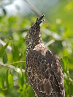 Changeable Hawk-Eagle (Nisaetus cirrhatus), Sri Lanka