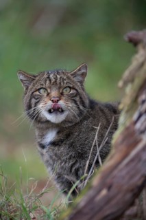 European or Scottish wildcat (Felis silvestris) adult animal licking its lips, United Kingdom
