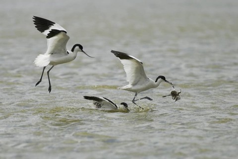 Pied Avocet (Recurvirostra avosetta) juvenile, Texel, Netherlands